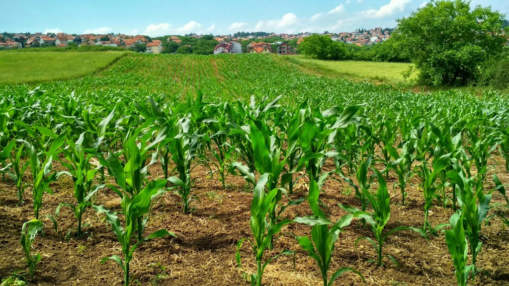 Growing Cornfield