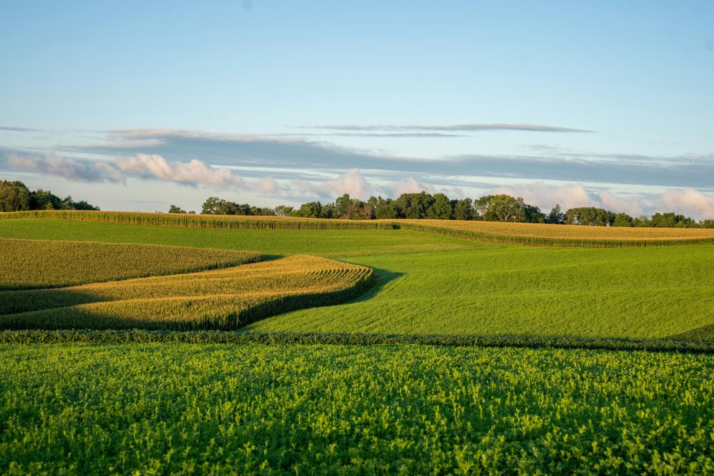 agriculture field