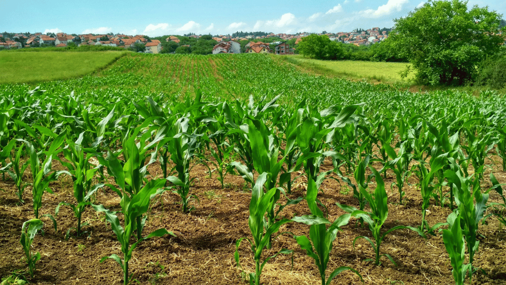 cornfield